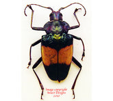 Pyrodes pulchirremus (Peru) - female A2